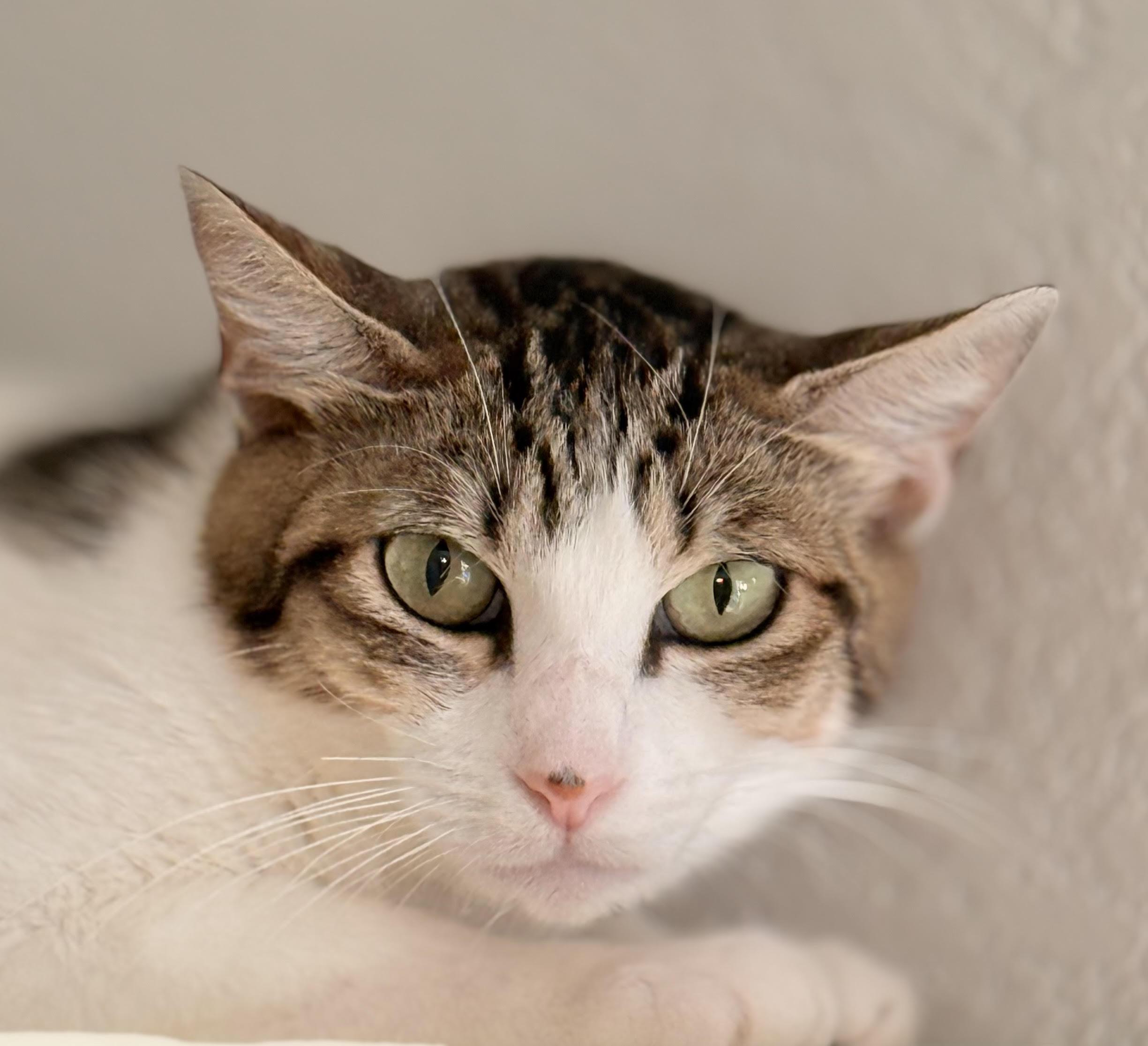 Enlarge RavenMaw, a Adoptable Domestic Short Hair in Lacey, WA image 2/3