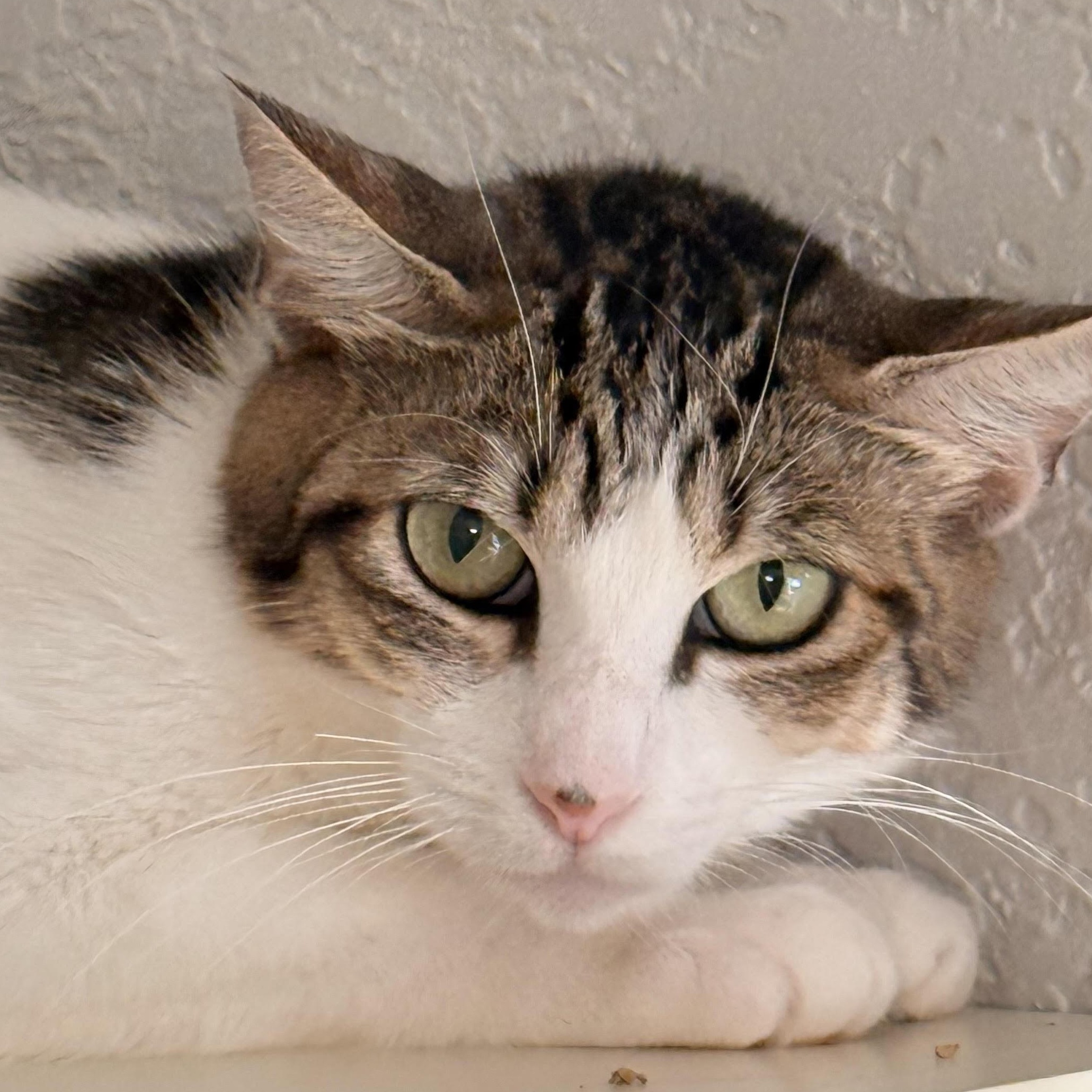 Enlarge RavenMaw, an adoptable Domestic Short Hair in Lacey, WA image 2/5