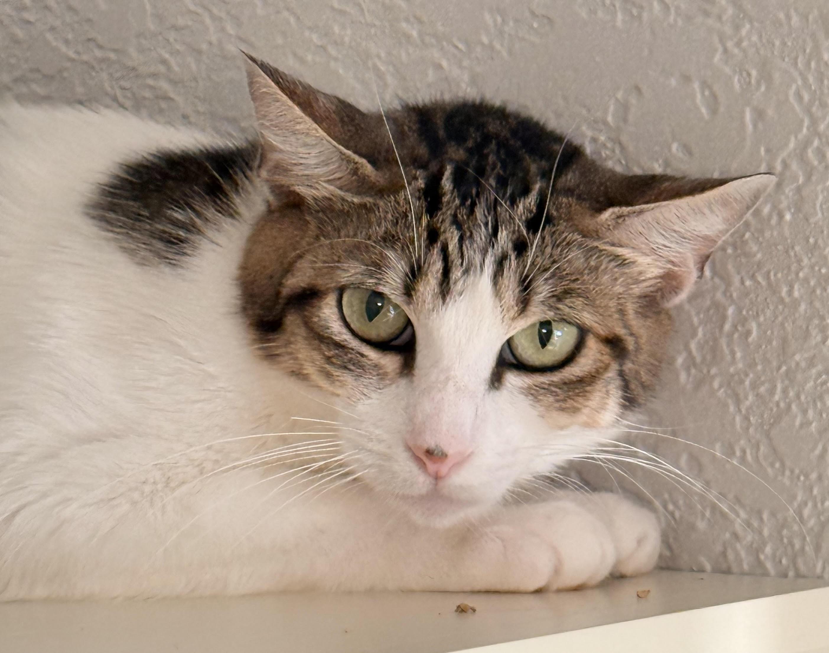 Enlarge RavenMaw, a Adoptable Domestic Short Hair in Lacey, WA image 3/3