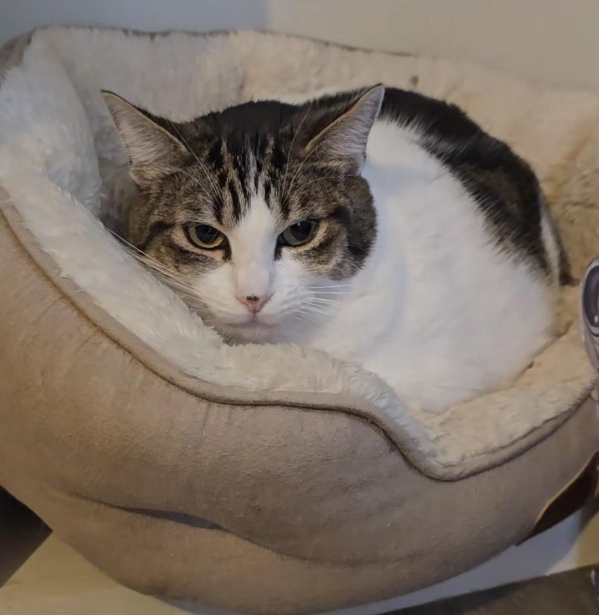 Enlarge RavenMaw, an adoptable Domestic Short Hair in Lacey, WA image 4/5