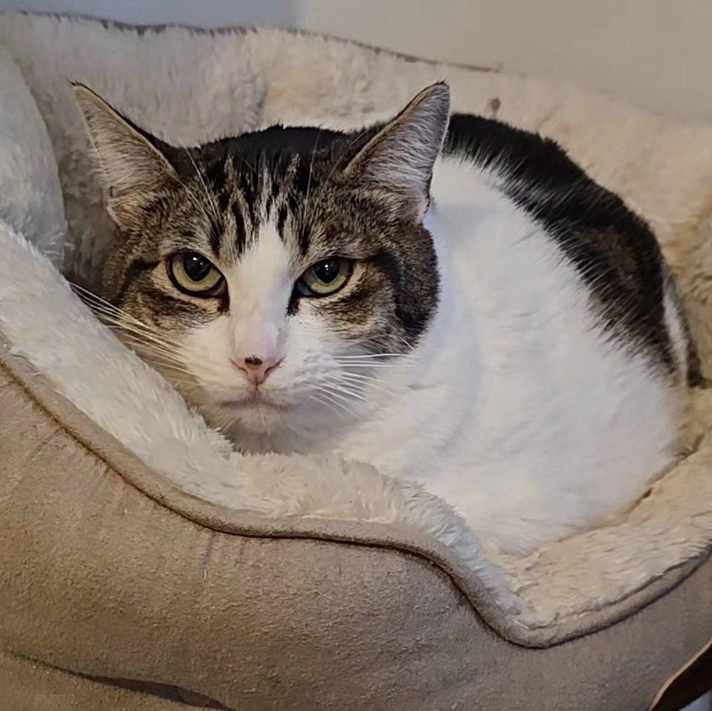 RavenMaw, adoptable, Adult Female Domestic Short Hair.