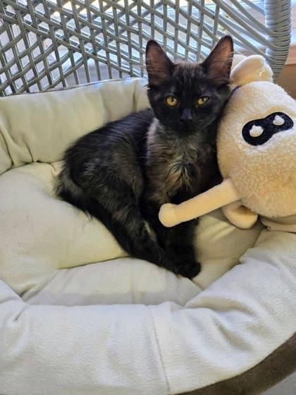 Mocha, Adoptable, Kitten Female Domestic Medium Hair & Domestic Short Hair.