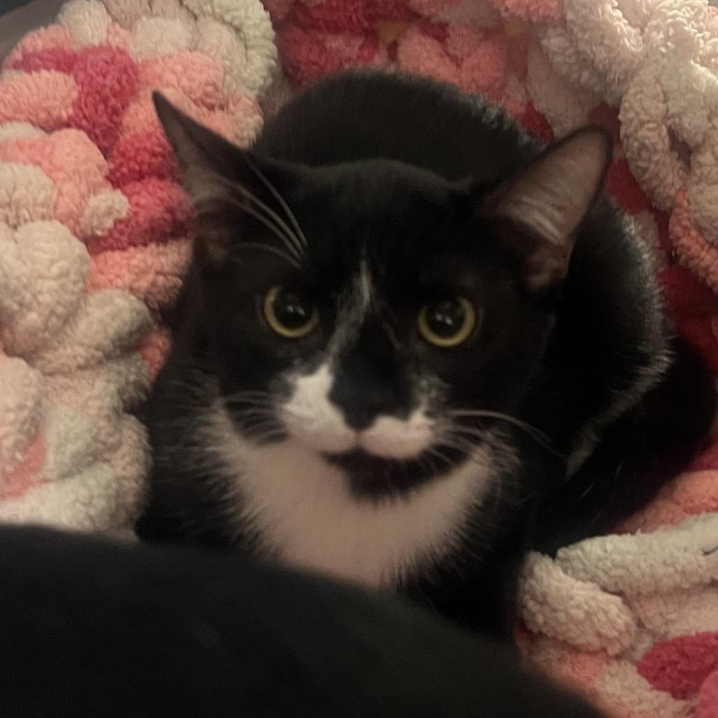 Terrific (Bonded to Wonderful), Adoptable, Kitten Female Domestic Short Hair.