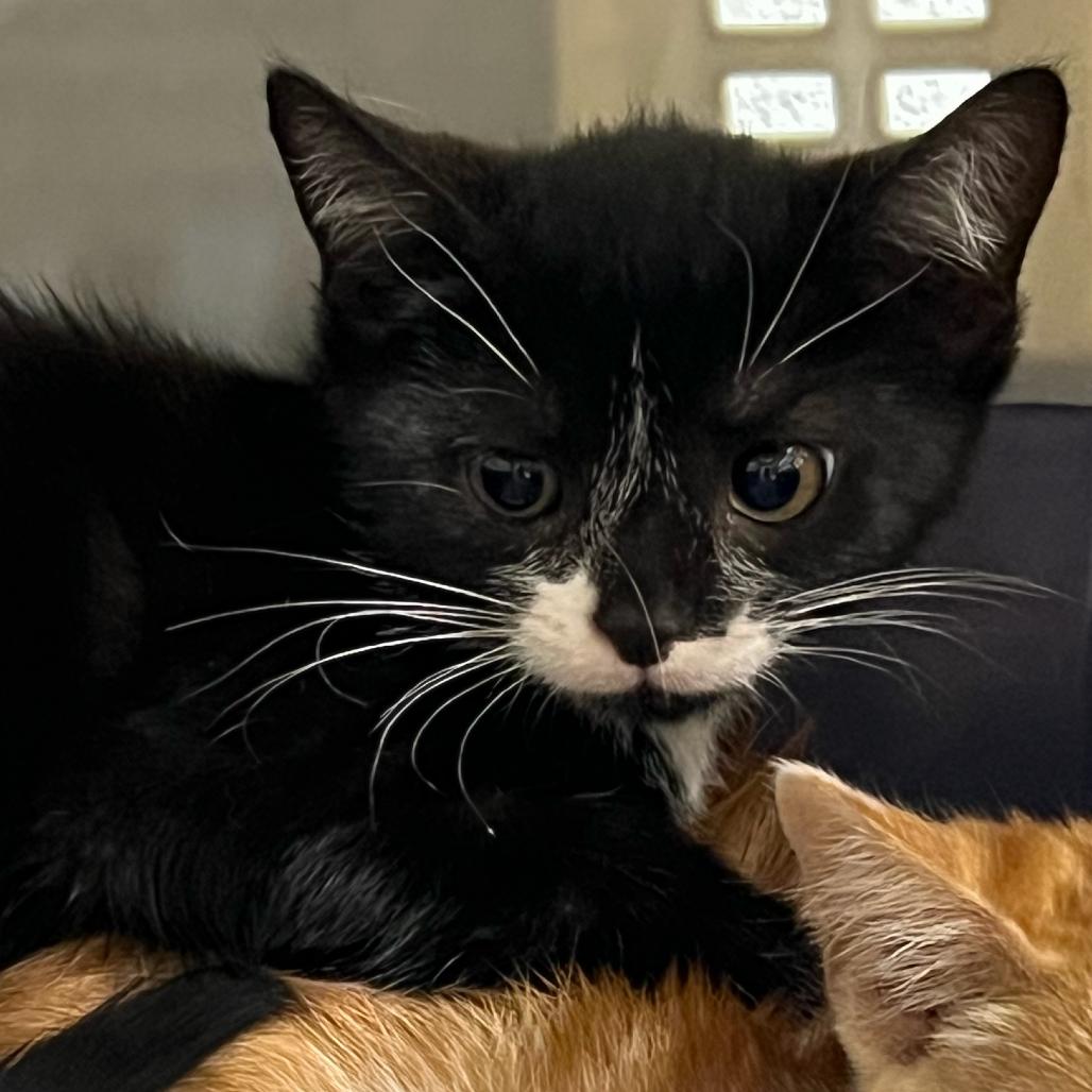 Enlarge Terrific (Bonded to Wonderful), a Adoptable Domestic Short Hair in Marshall, VA image 2/2