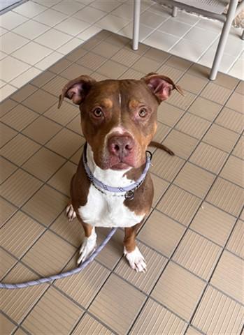 Enlarge J.J., a Adoptable Pit Bull Terrier in Dayton, OH image 1/1