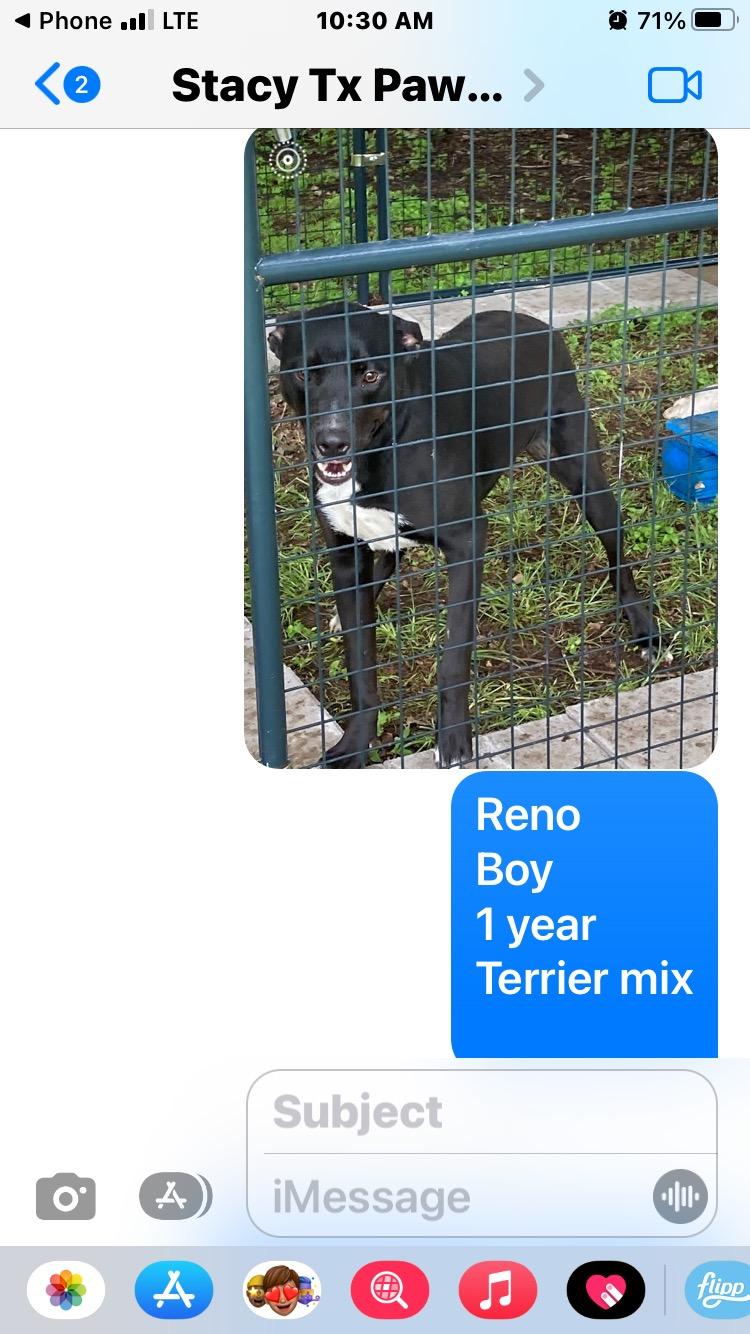 Reno, Young Male Terrier