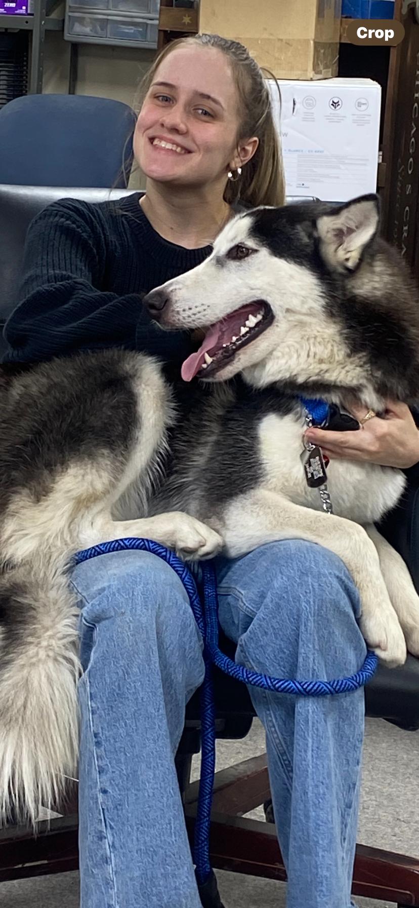 Bailey, Adoptable, Young Male Husky.