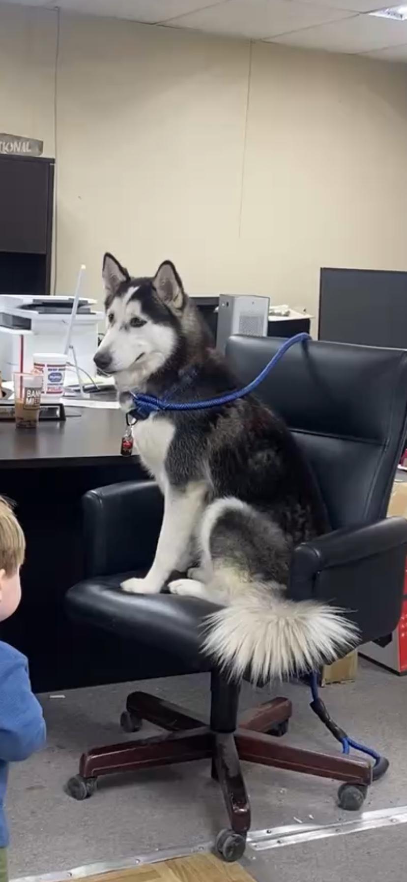 Bailey, Young Male Husky