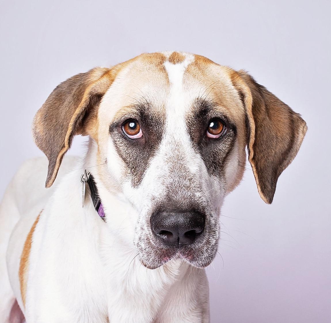 Rosabella — thumbnail 6