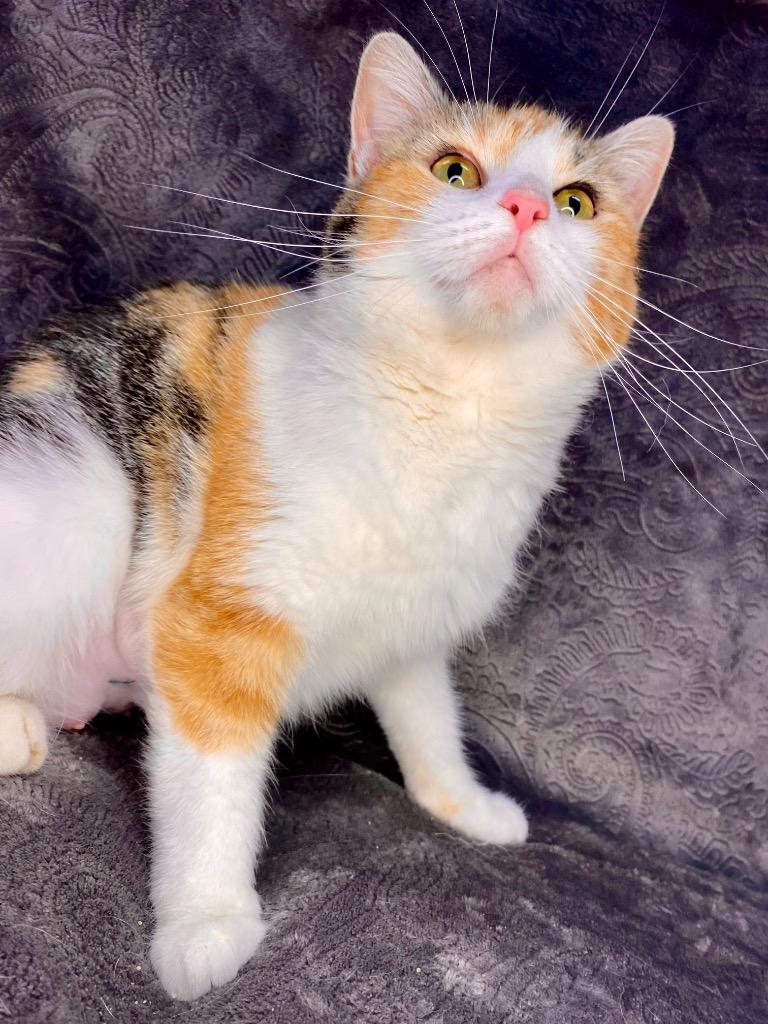 PANDORA, Adoptable, Adult Female Domestic Short Hair.