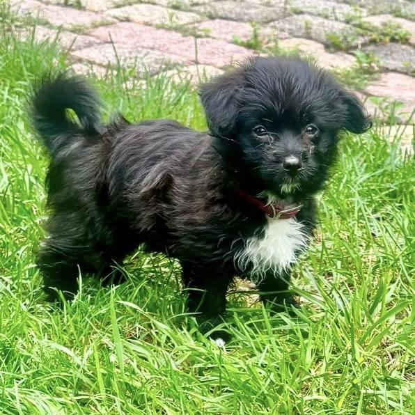 Jessie, adopted, Puppy Female Miniature Poodle & Corgi.