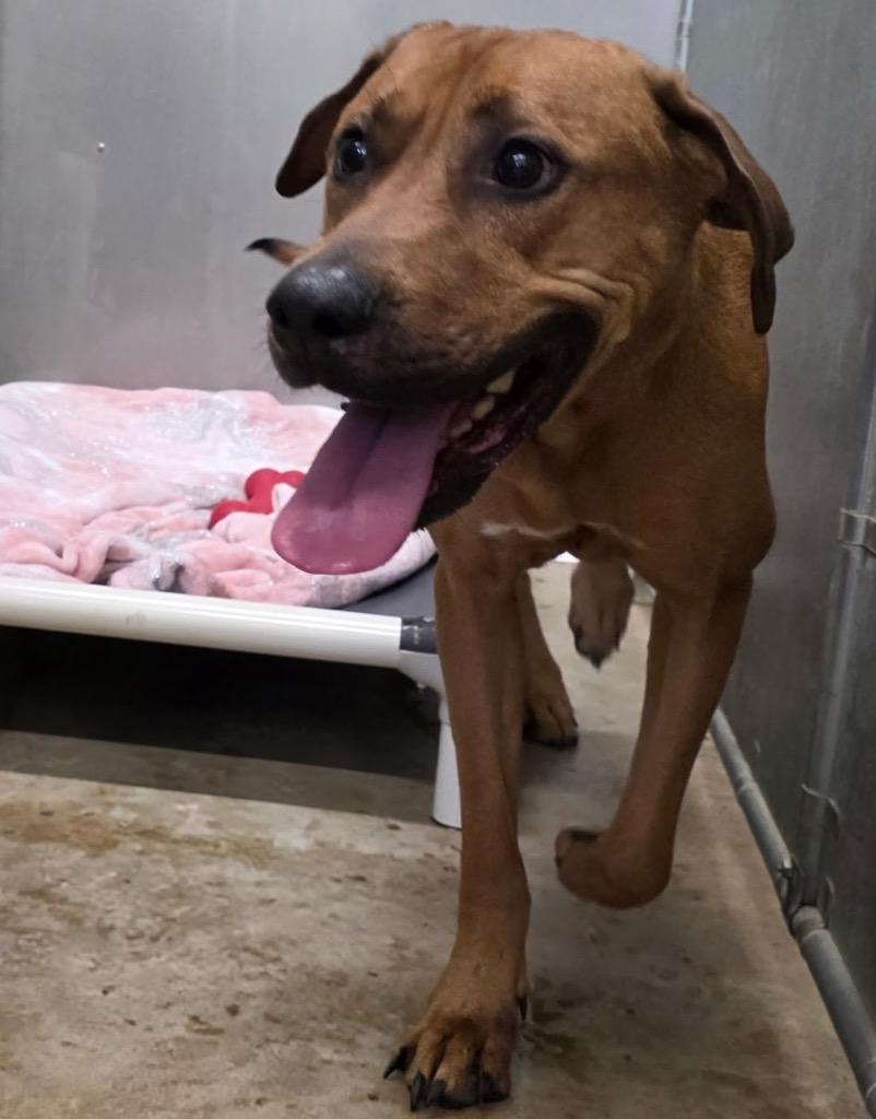 Zelda, a Adoptable Hound in La Porte, IN image 1/2