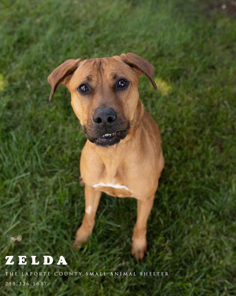 Zelda, a Adoptable Hound in La Porte, IN image 2/2