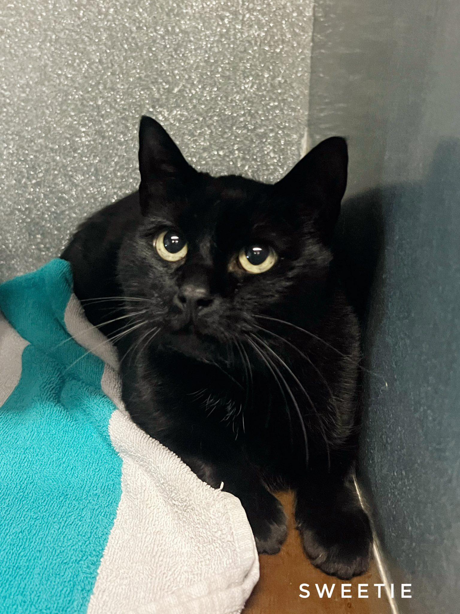 Enlarge Sweetie, a ADOPTABLE Domestic Short Hair in Peace River, AB image 1/1