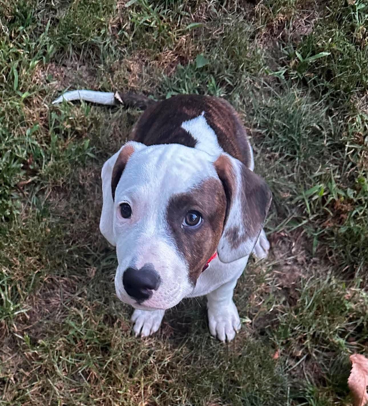 Sitka, a ADOPTABLE mixed breed in Columbia, MO image 2/6