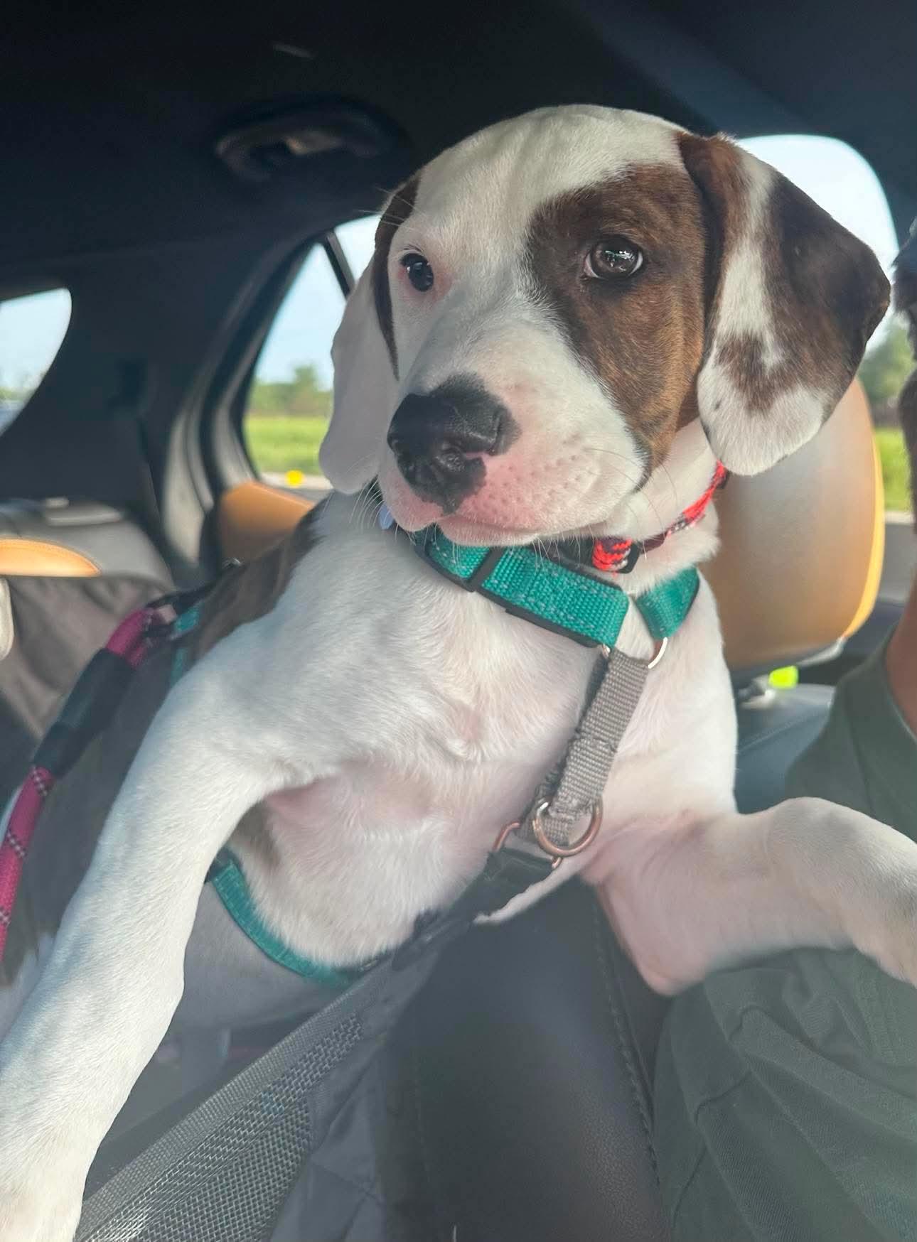 Sitka, a ADOPTABLE mixed breed in Columbia, MO image 4/6