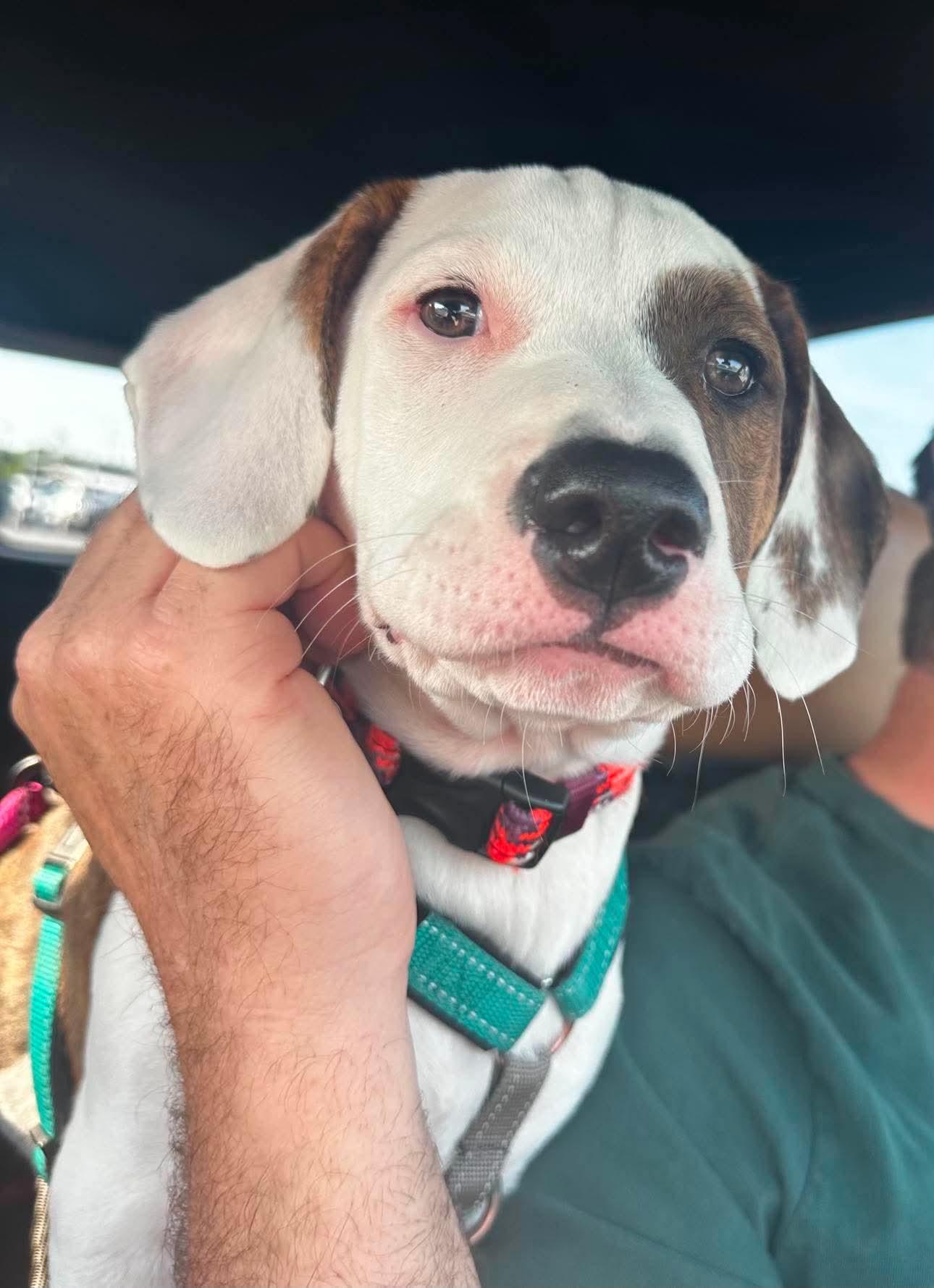 Sitka, a ADOPTABLE mixed breed in Columbia, MO image 3/6