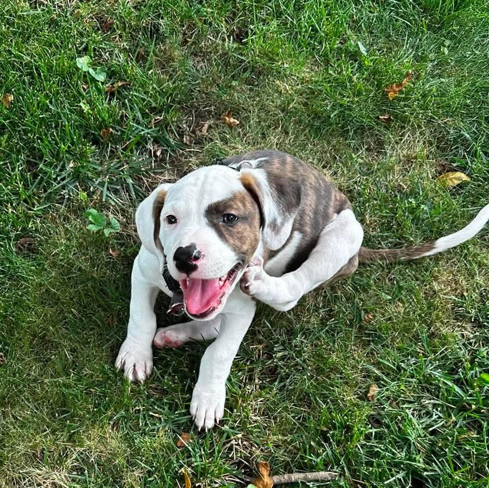 Sitka, a ADOPTABLE mixed breed in Columbia, MO image 5/6