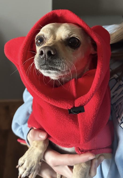 Javi, Adoptable, Adult Male Chihuahua & Mixed Breed.