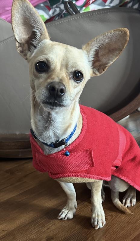 Enlarge Javi, a Adoptable mixed breed in Alma, WI image 2/6