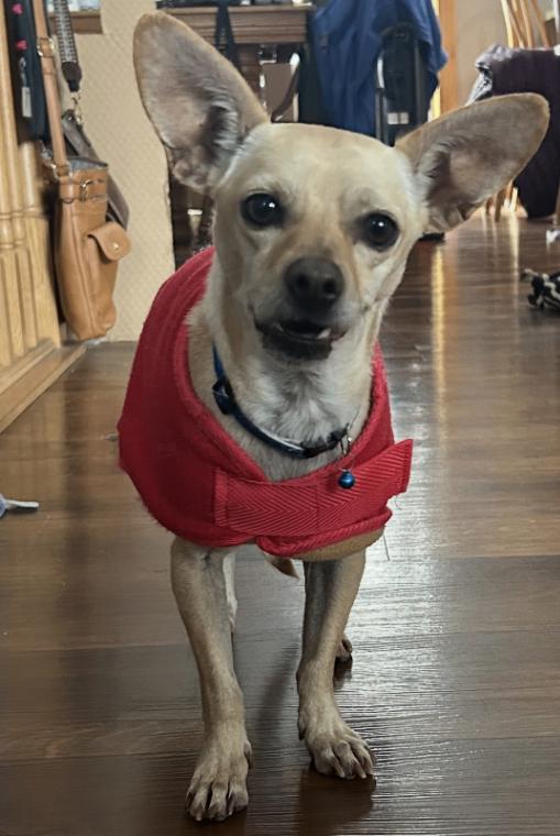 Enlarge Javi, a Adoptable mixed breed in Alma, WI image 3/6