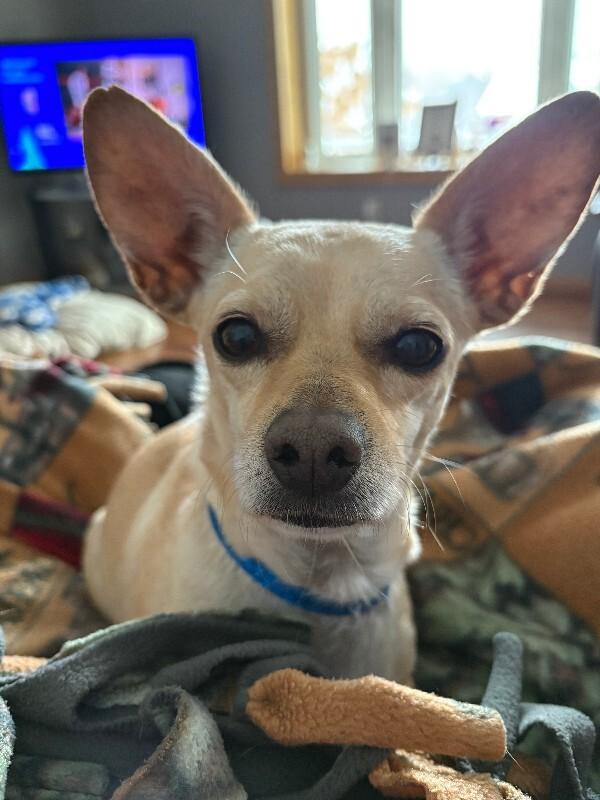 Enlarge Javi, a Adoptable mixed breed in Alma, WI image 4/6