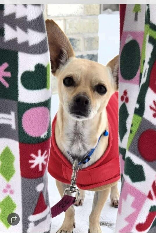 Enlarge Javi, a Adoptable mixed breed in Alma, WI image 5/6