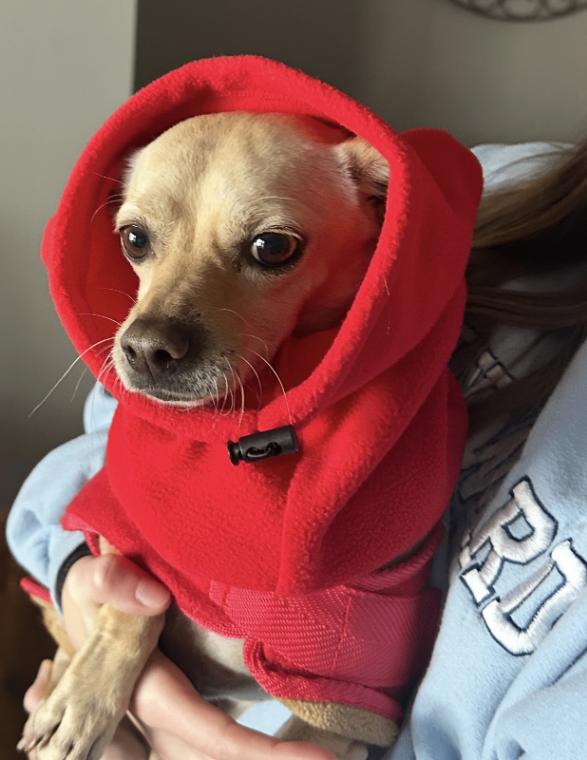 Enlarge Javi, a Adoptable mixed breed in Alma, WI image 6/6