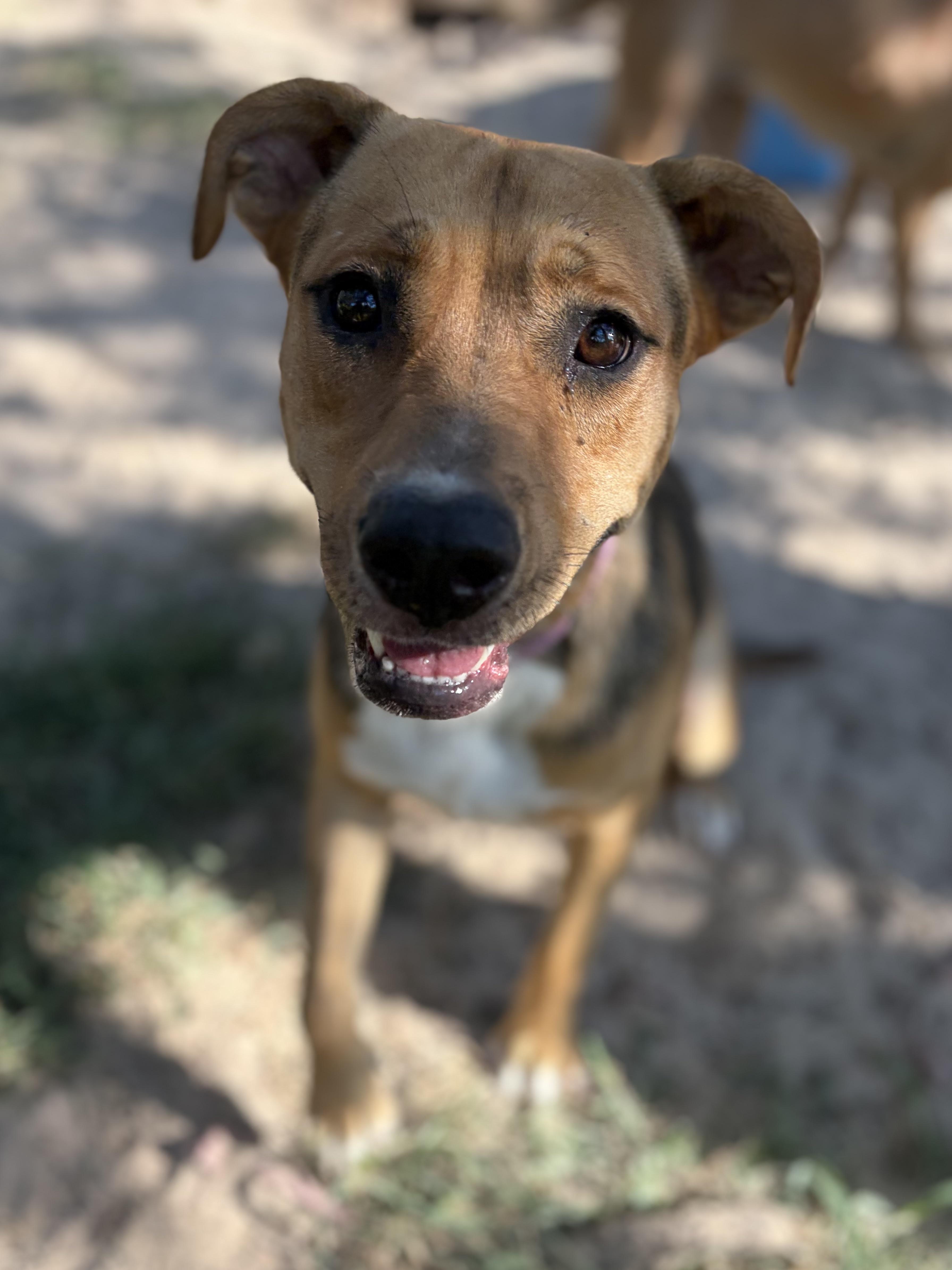 Dottier, ADOPTABLE, Young Female Mastiff & Spitz.