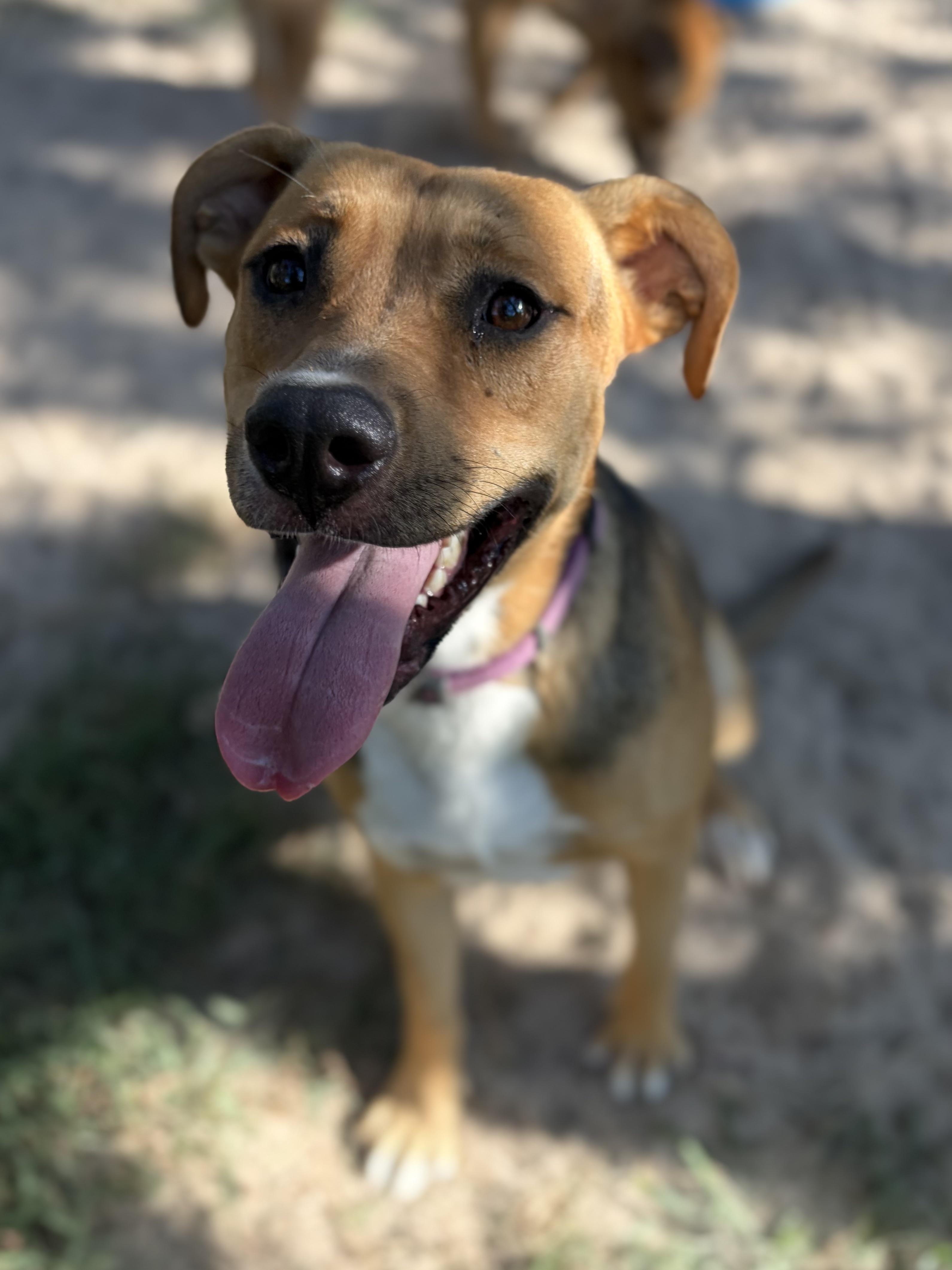 Enlarge Dottier, a ADOPTABLE mixed breed in Lexington, TX image 2/3