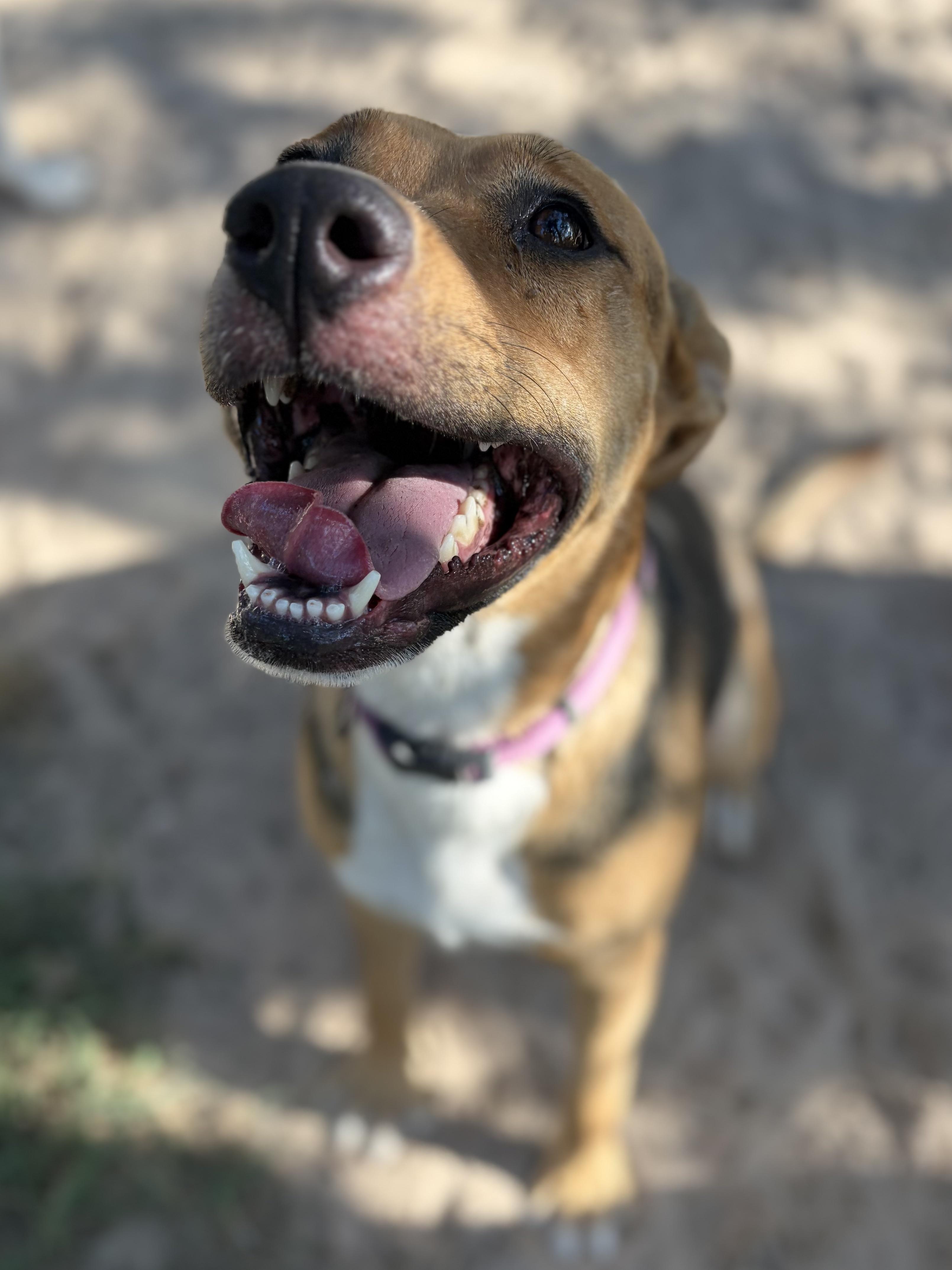 Enlarge Dottier, a ADOPTABLE mixed breed in Lexington, TX image 3/3