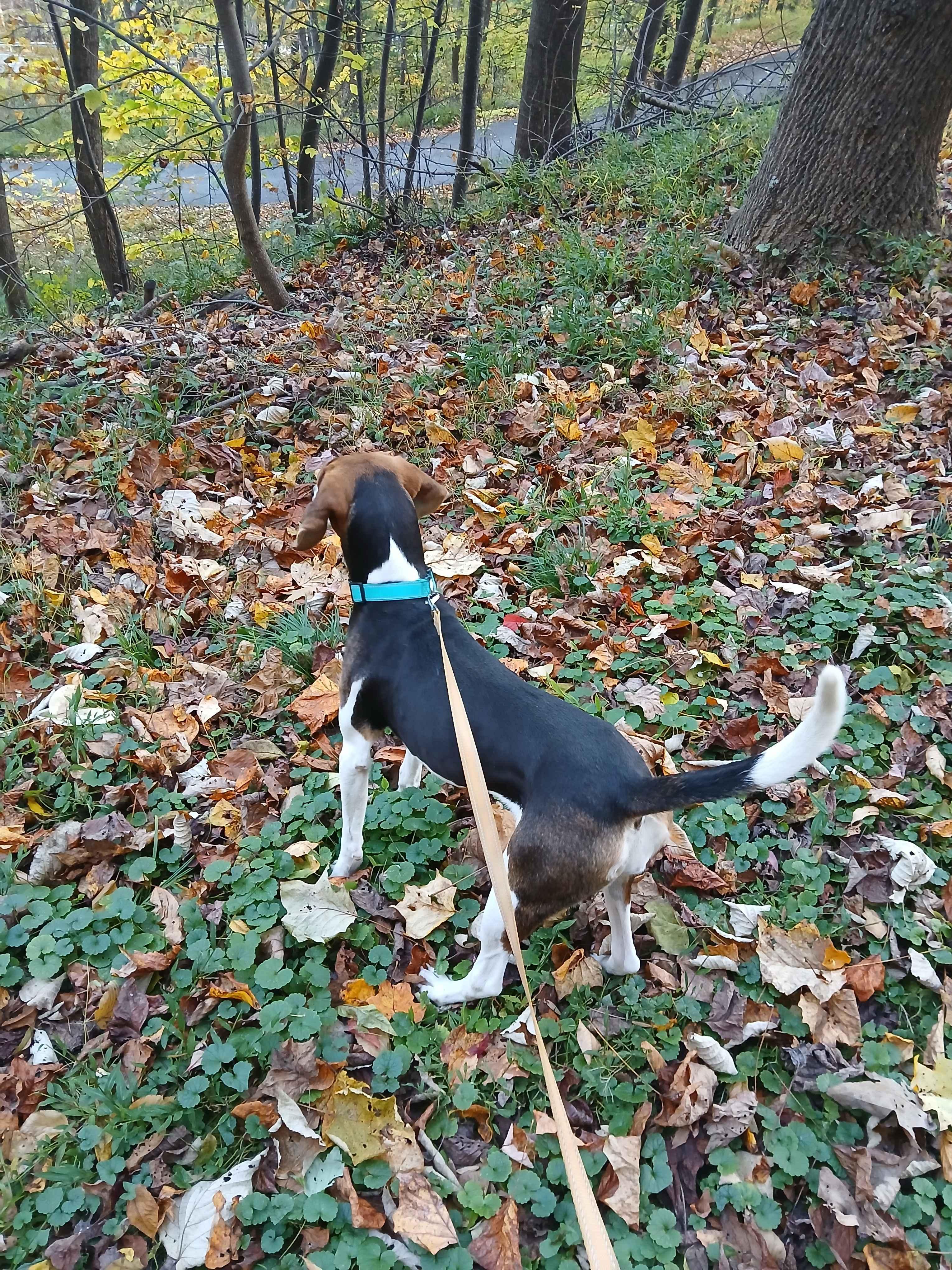 Enlarge Olay, a Adopted mixed breed in Roanoke, VA image 1/2