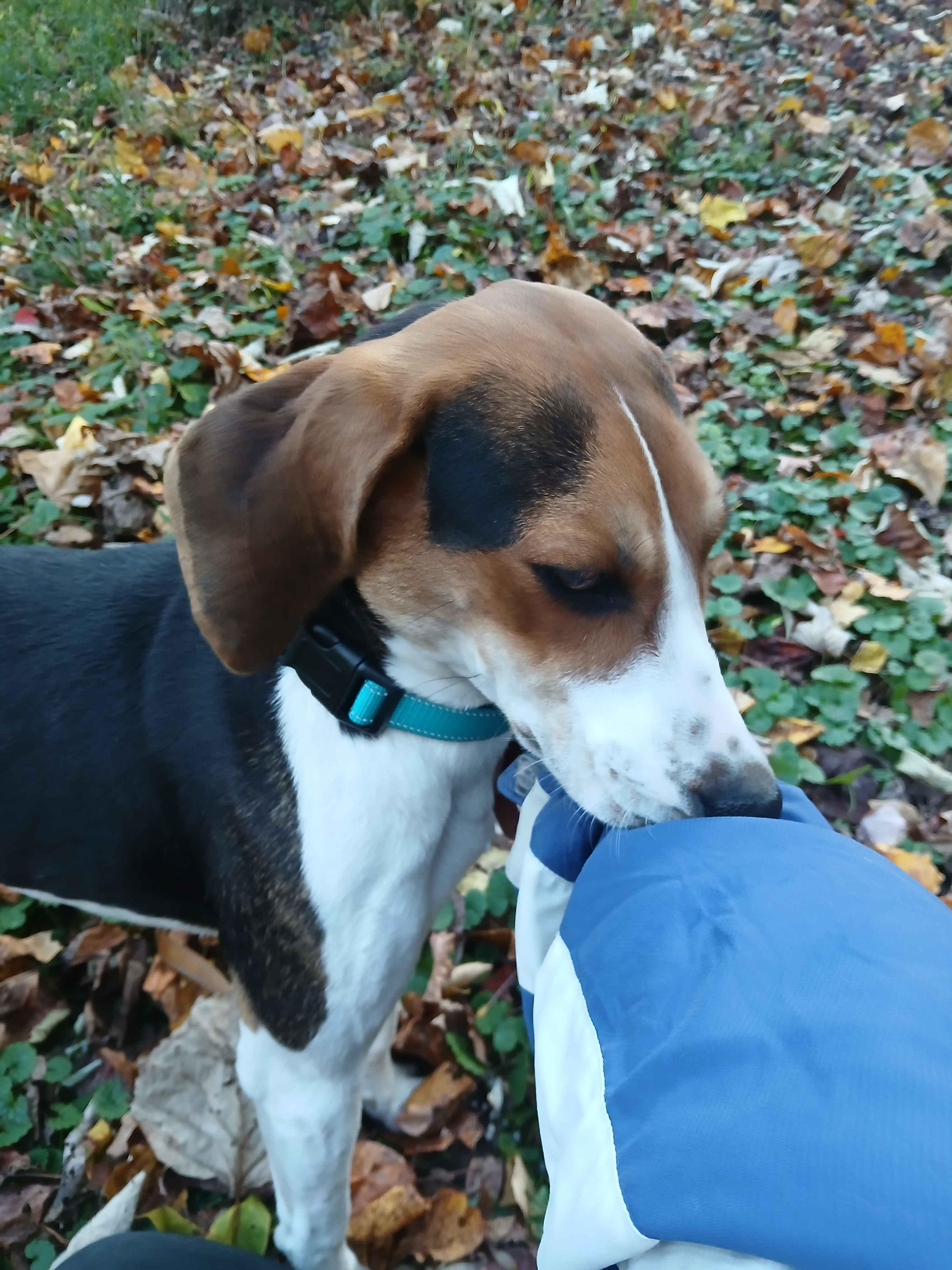 Enlarge Olay, a Adopted mixed breed in Roanoke, VA image 2/2