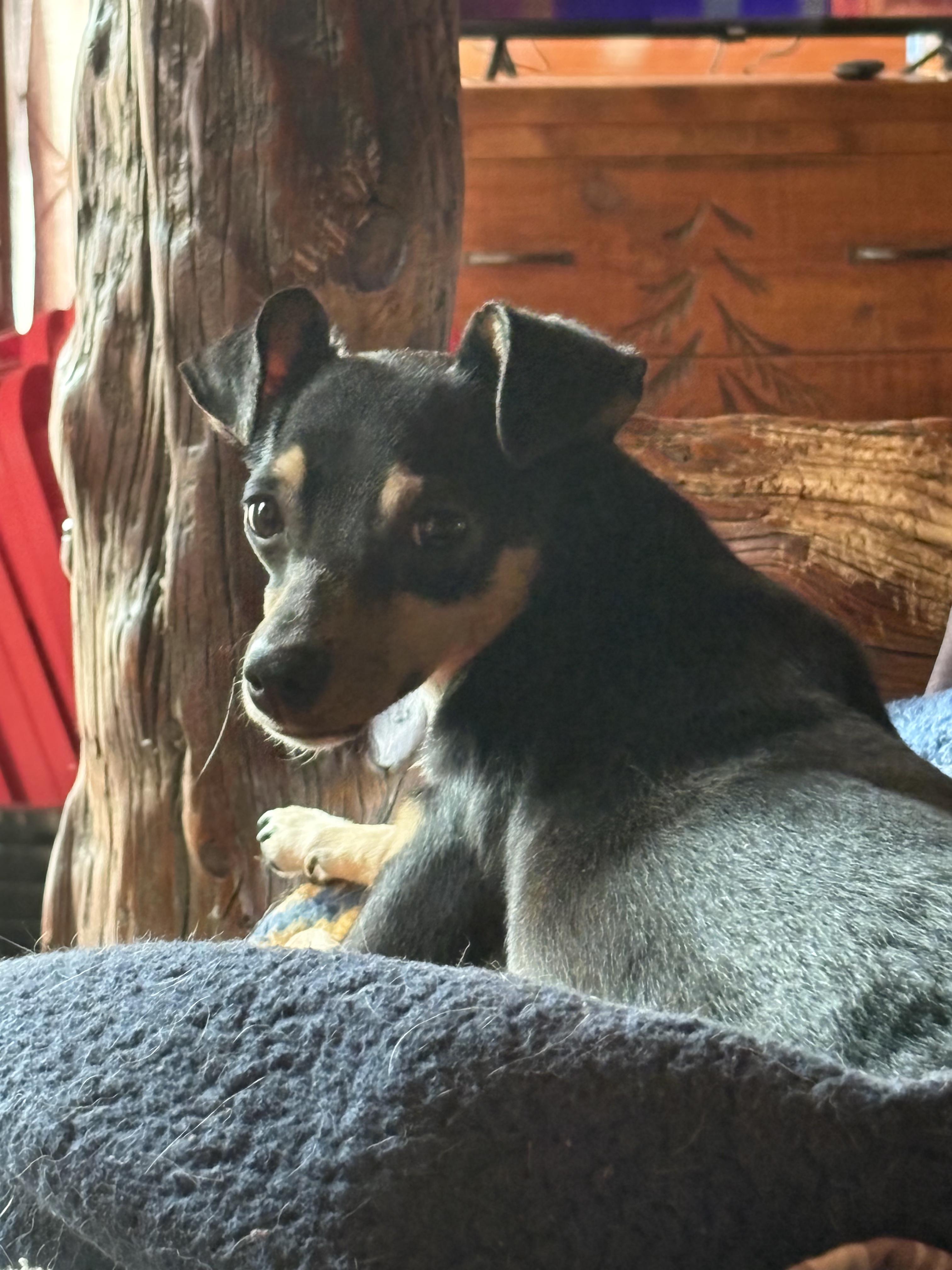 DUCKY    $425, Adoptable, Adult Female Chihuahua.