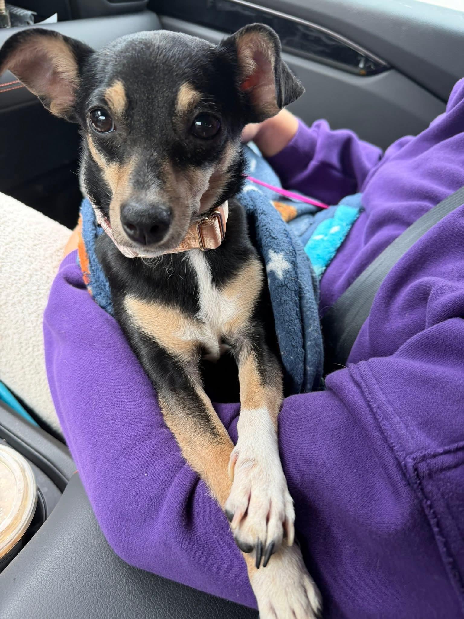 DUCKY $425, a Adoptable mixed breed in Milwaukee, WI image 2/6