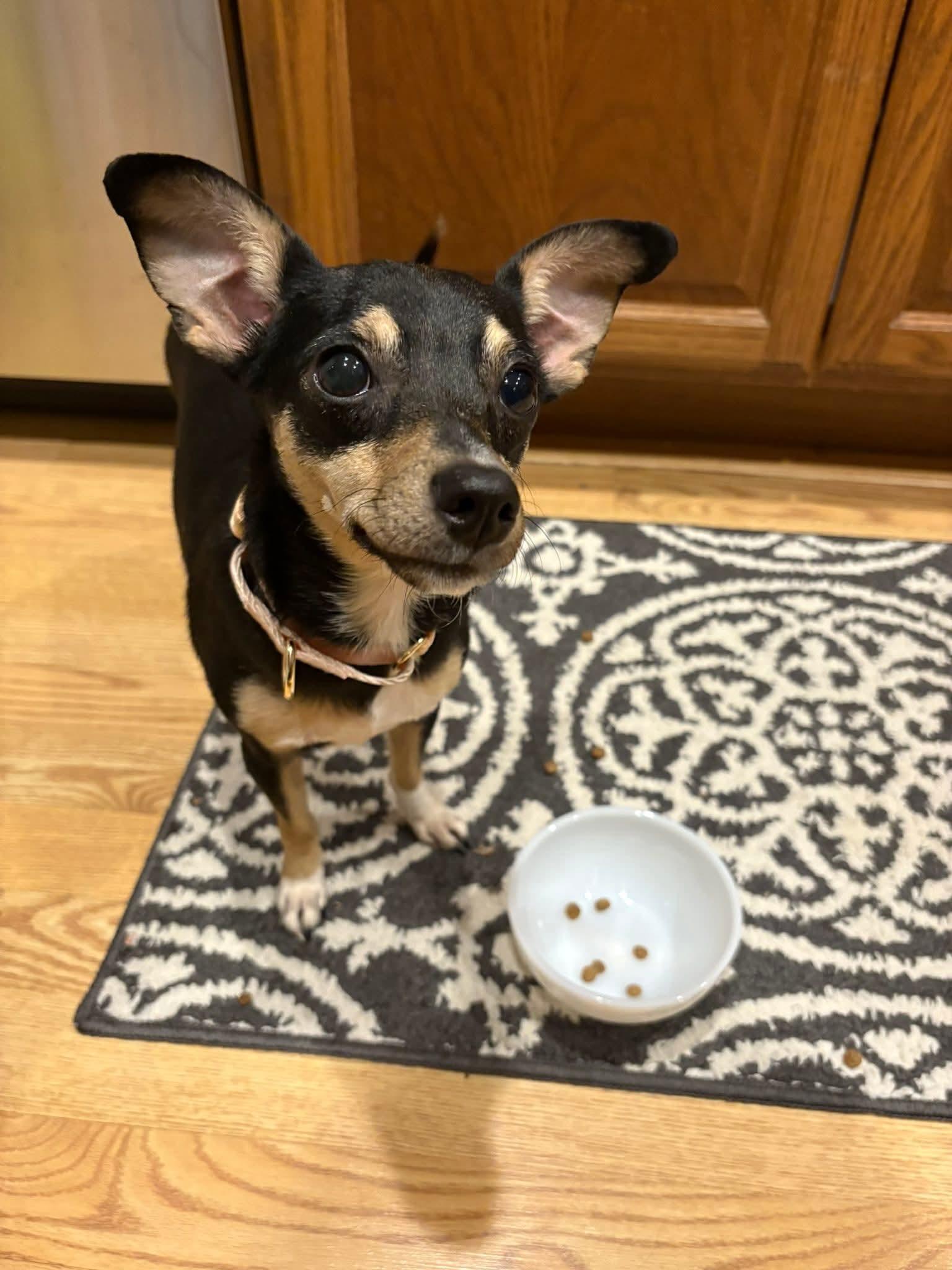 DUCKY $425, a Adoptable mixed breed in Milwaukee, WI image 3/6