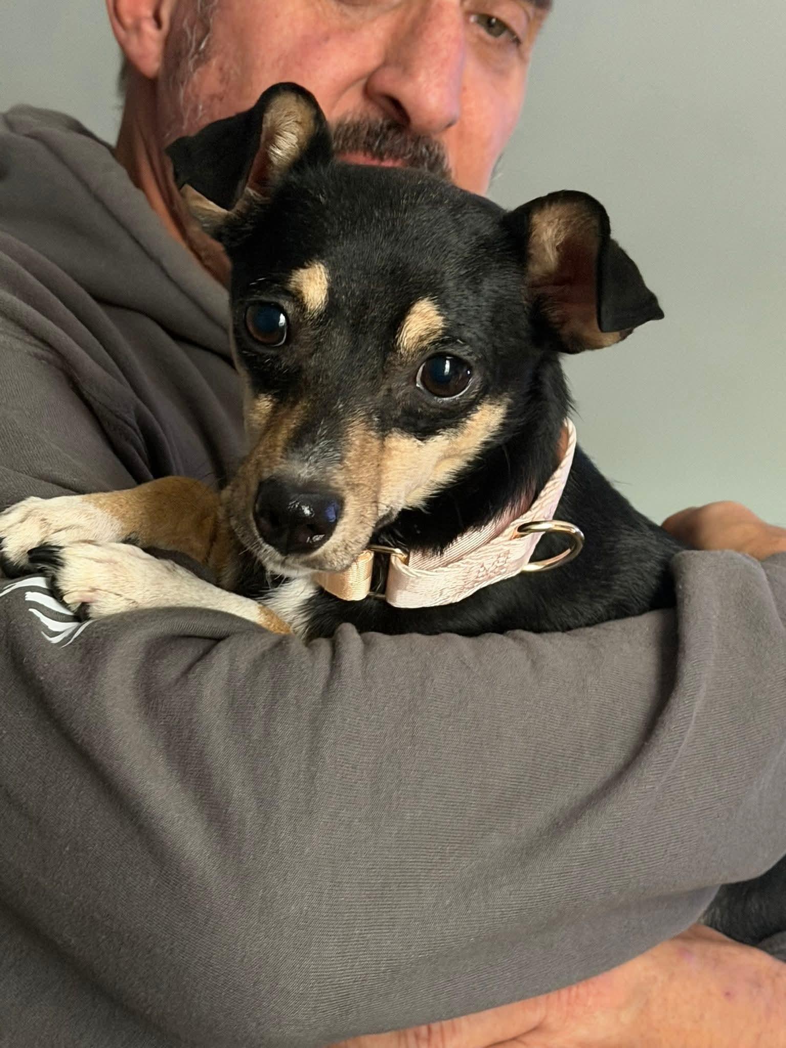 DUCKY $425, Adoptable, Adult Female Chihuahua.