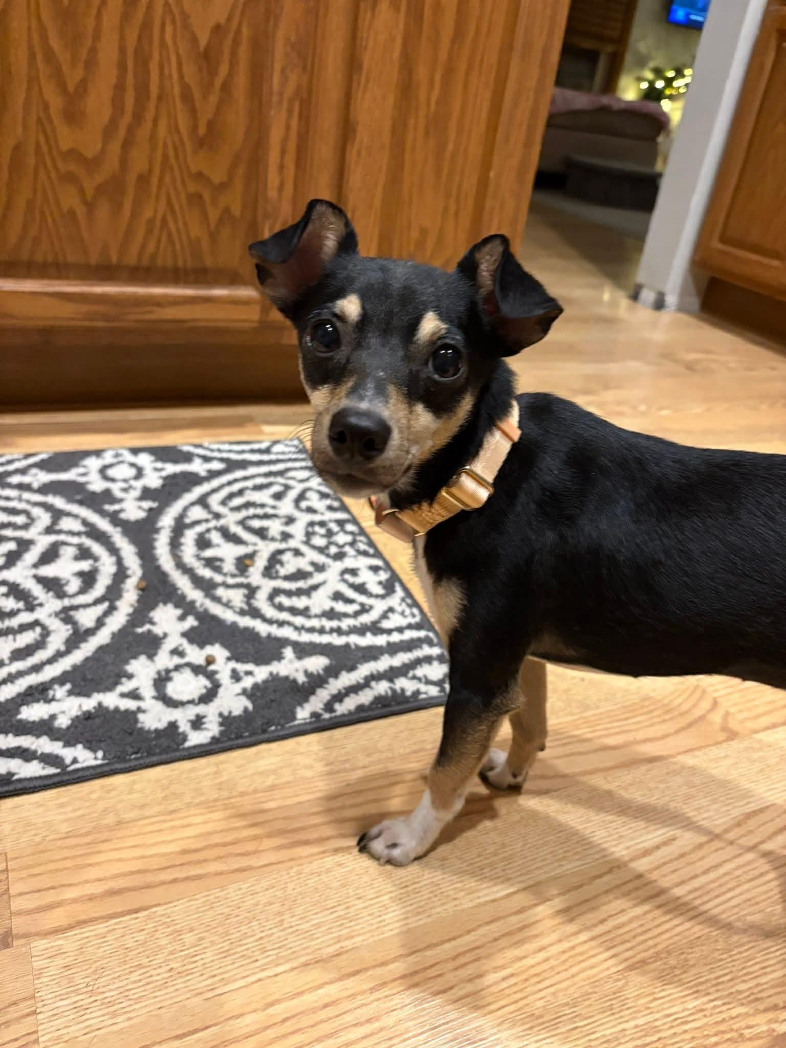 DUCKY $425, a Adoptable mixed breed in Milwaukee, WI image 4/6