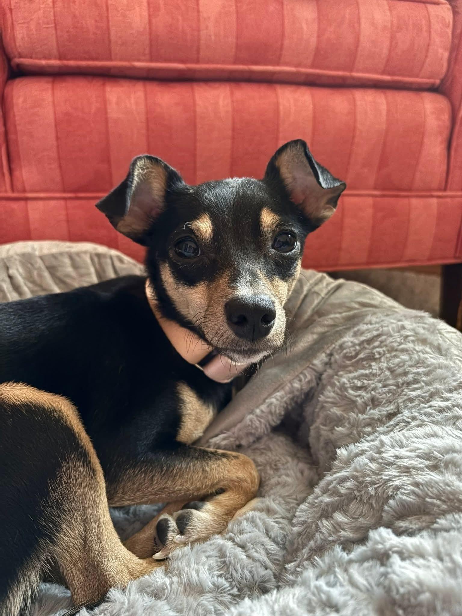 DUCKY $425, a Adoptable mixed breed in Milwaukee, WI image 5/6