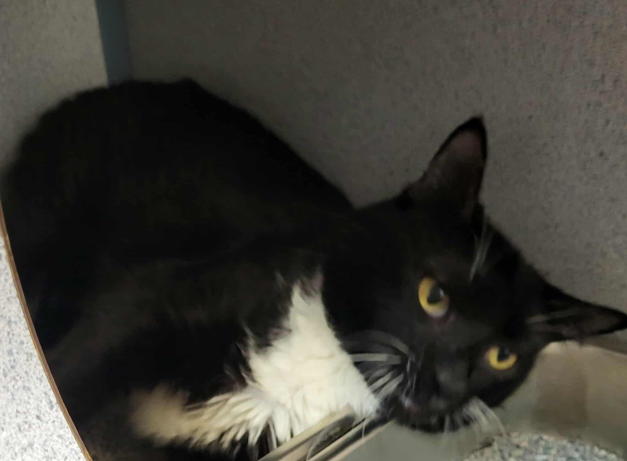 Enlarge Kennel 5, an adoptable mixed breed in Canon City, CO image 1/1