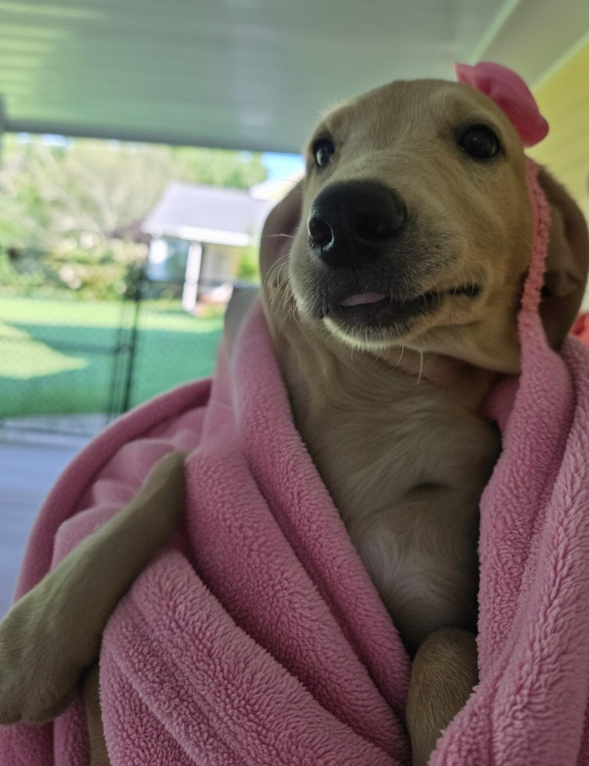Enlarge Lilly, a ADOPTABLE Labrador Retriever in Grant, AL image 3/4