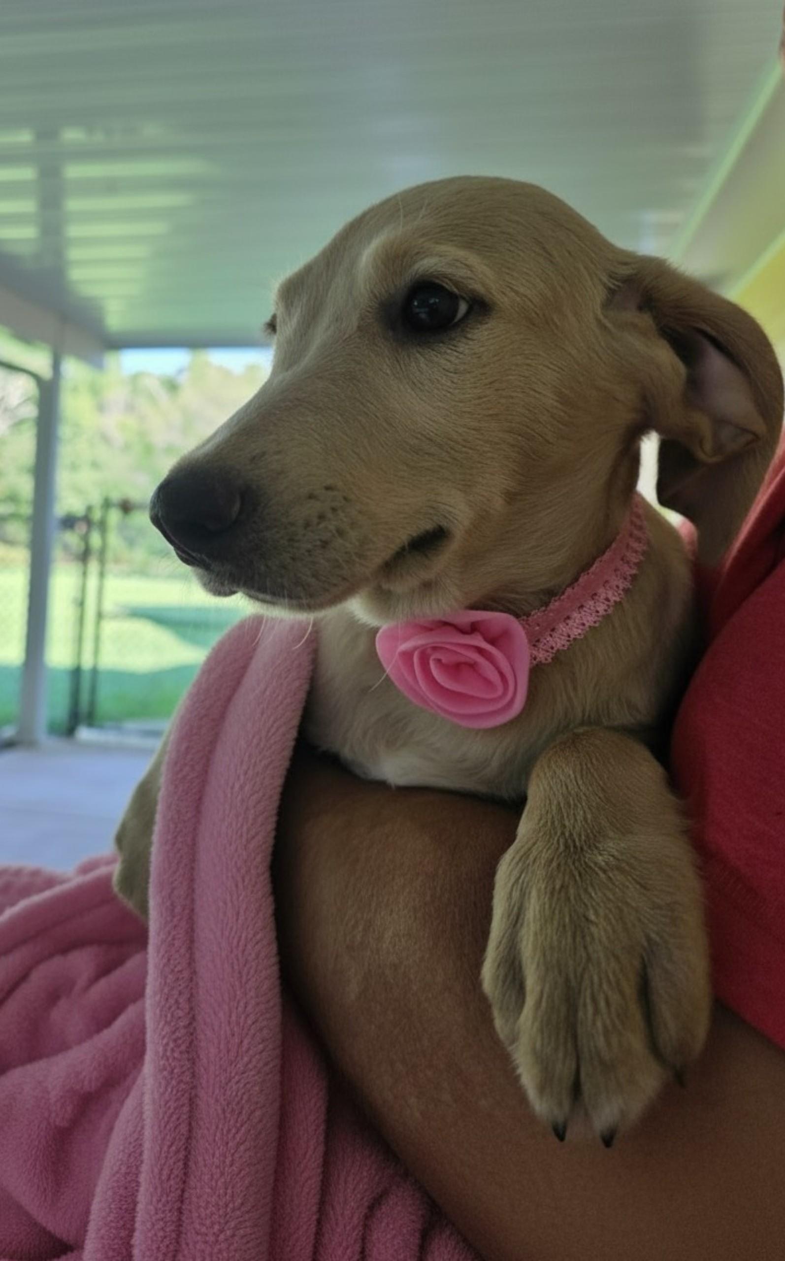 Enlarge Lilly, a ADOPTABLE Labrador Retriever in Grant, AL image 4/4