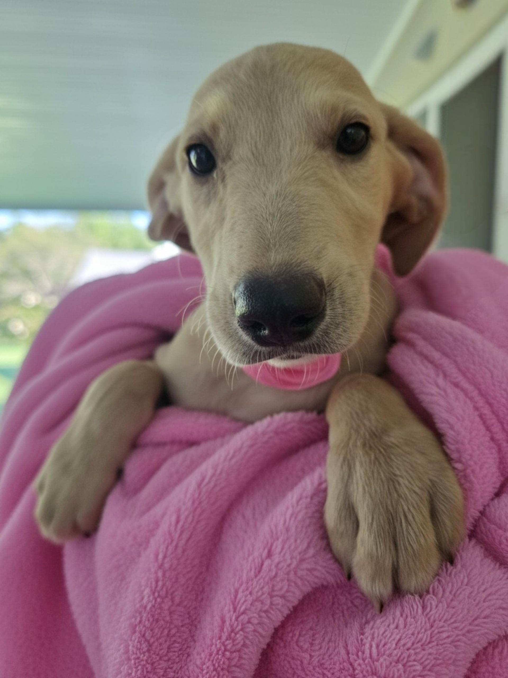 Lilly, ADOPTABLE, Puppy Female Labrador Retriever.