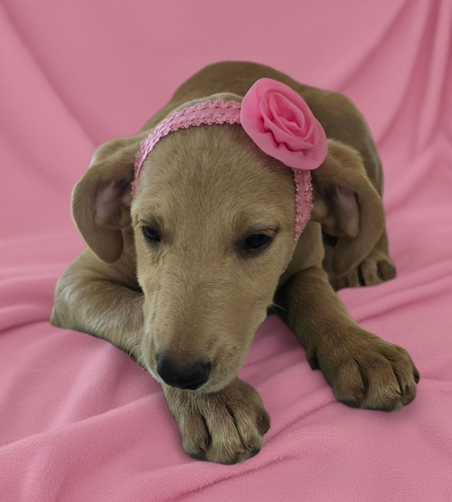 Enlarge Lilly, a ADOPTABLE Labrador Retriever in Grant, AL image 2/4