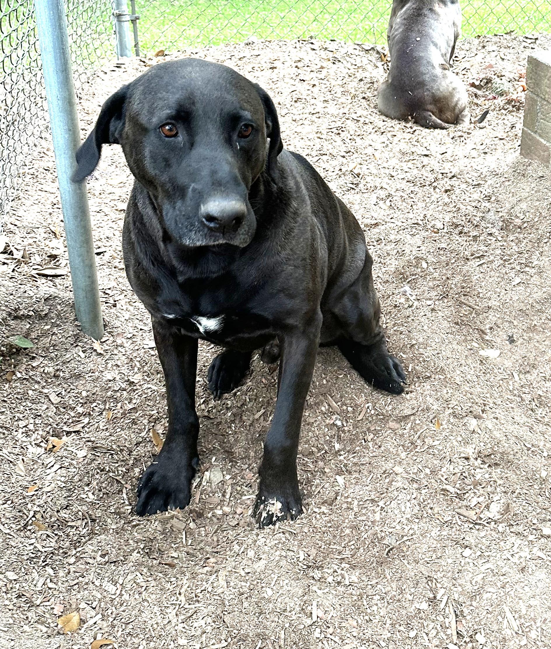 Christopher Gorgeous Boy and Just needs a Chance at his Forever Home, Adoptable, Adult Male Black Labrador Retriever & American Bully.