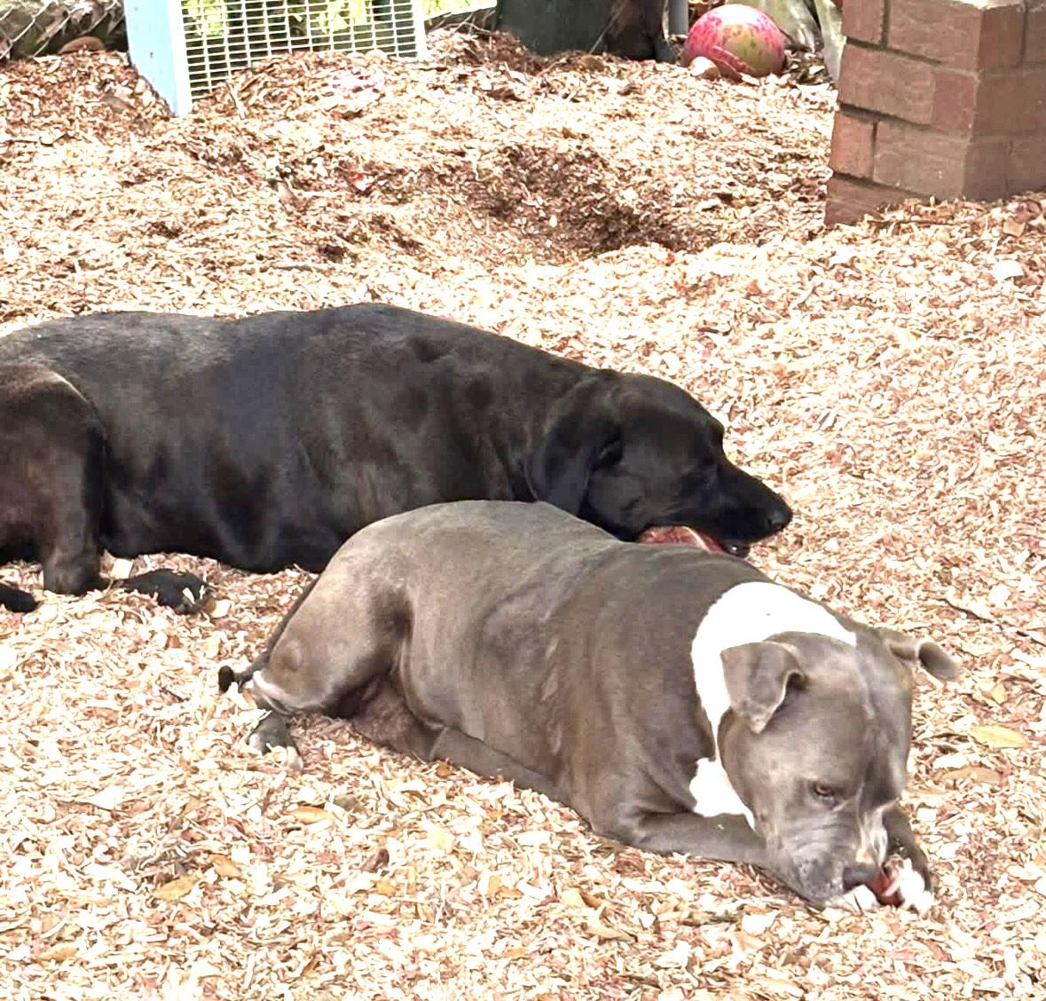 Enlarge Christopher Gorgeous Boy and Just needs a Chance at his Forever Home, a Adoptable mixed breed in Virginia Beach, VA image 2/5