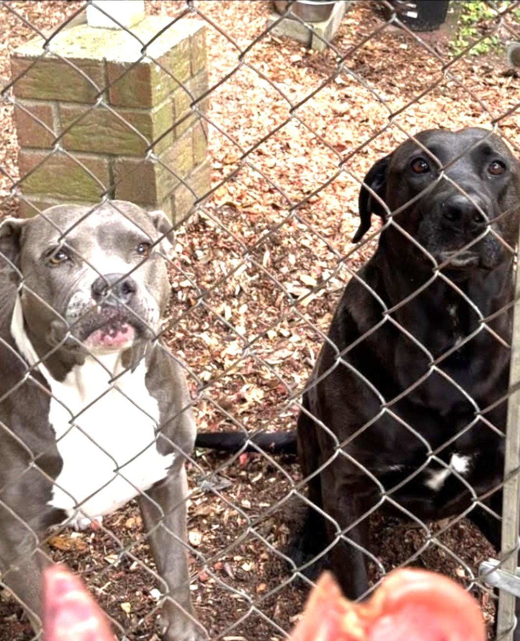Enlarge Christopher Gorgeous Boy and Just needs a Chance at his Forever Home, a Adoptable mixed breed in Virginia Beach, VA image 3/5