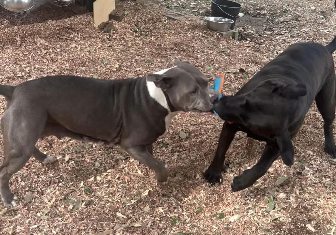 Enlarge Christopher Gorgeous Boy and Just needs a Chance at his Forever Home, a Adoptable mixed breed in Virginia Beach, VA image 5/5