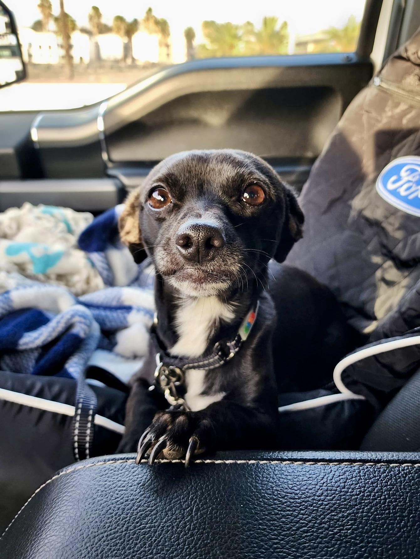 Monkey, a ADOPTABLE Chihuahua in Thousand Oaks, CA image 5/6