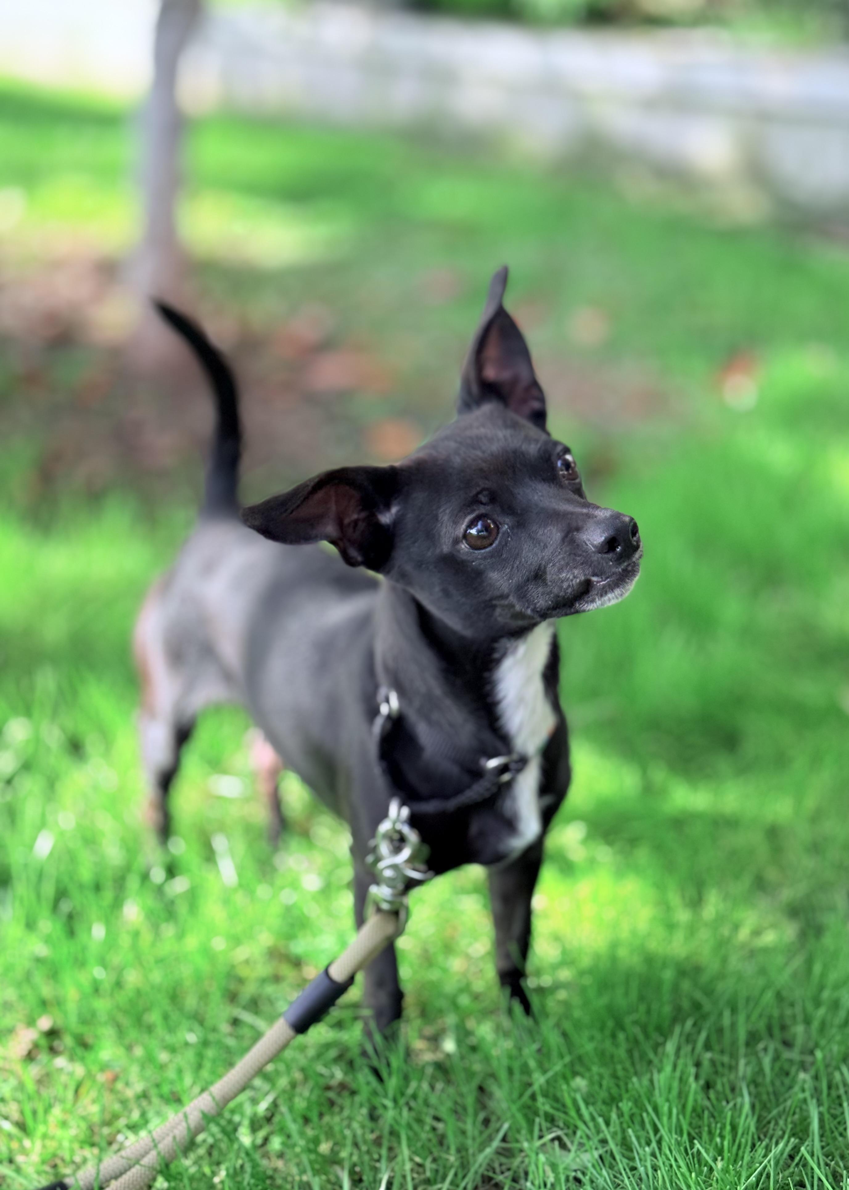 Enlarge Monkey, a ADOPTABLE Chihuahua in Thousand Oaks, CA image 1/6